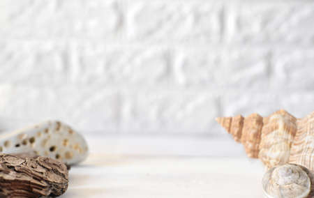 seashells and stone and pine bark on an empty scene. product display. summer vacation and holiday concept. space fo your design. holiday background. cosmetic product showcase.の写真素材