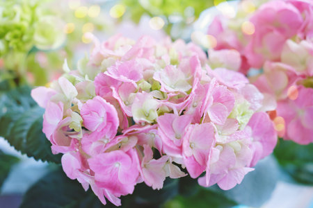Delicate green and pink Hydrangea inflorescences. Blossoming Hydrangea, beautiful gentle flowers....