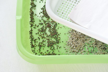 Growing fresh micro greens, seede in sprouter. The concept of a healthy lifestyle and diet....