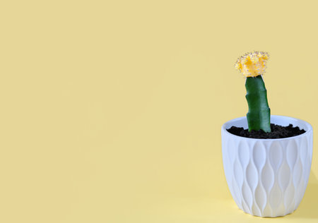 unusual cactus grown of two species of cacti. succulent plant in white pot on yellow background, home plants, city jungle concept. easy to care flowers. copy spaceの写真素材