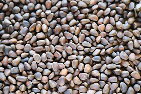 unpeeled cedar nuts background. rich in unsaturated fats food for brain boost and heart health. raw food for paleo diet. vegetarian meal planの写真素材