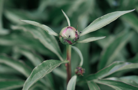 a bud of a peony flower and ants on it. wild forest flowers. red peonies before blooming.