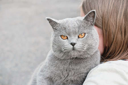 cute gray british shorthair cat looking at camera and sittting on girl's hands. little girl embracing or cuddling her pet cat. unrecognizable person. animal friends concept.の写真素材