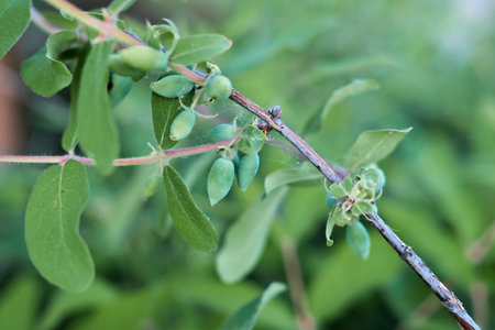 honeysuckle branches and green unripe berries. organic gardening and farming. natural vitamins.