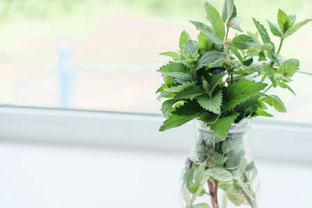 Glass vase with green plants on the windowsill, blurred background. Spring and summer kitchen decor with green branches. fragrant and aromatic seasonal herbs.の写真素材