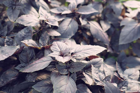 purple basil in a greenhouse. Industrial production of greens.の写真素材