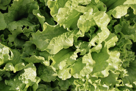 Fresh green lettuce background. healthy food concept. vegetarian diet and greens in the culinary.