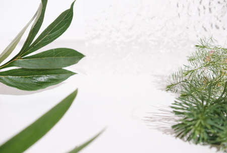 Cosmetics product bathroom stage. white display with green leaves on a glass background. Empty scene to display product packaging. Eco Mockup.の写真素材
