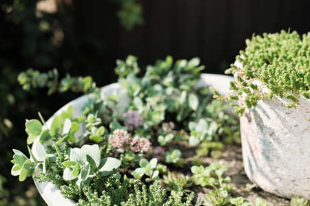 succulent plants composition in a flower pots in backyard. succulents under the sunlight. garden easy to care and drought tolerant plants. sedum, crassulae, green houseleek.の写真素材