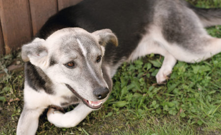 tired mix breed dog lying on a grass in a backyard and resting. cute grey and white dog , domestic...
