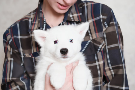woman holding white yakutian laika puppy. cute white dog on woman's hands. pet friend looking at camera. love and togethernessの写真素材