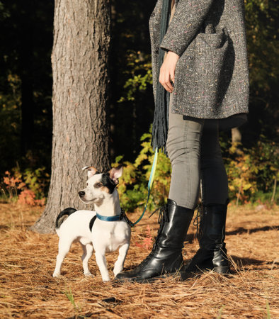 jack russell terrier dog on a leash walking with owner in a forest. pet friends, togetherness and...