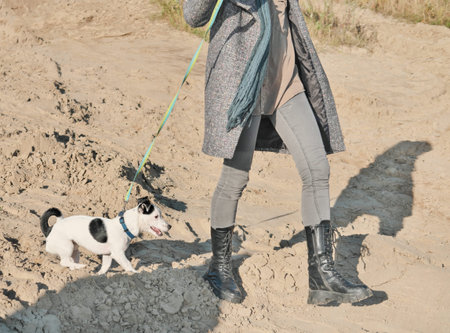 jack russell terrier dog on a leash walking with woman, crop view. woman wearing autumn outfit...