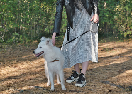 yakutian laika dog on a leash walking with owner in a forest. pet friends, togetherness and love....