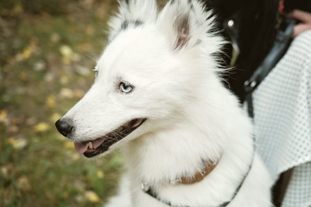 face of smart dog, white yakutian laika looking aside while walking on a leash with owner. portrait...