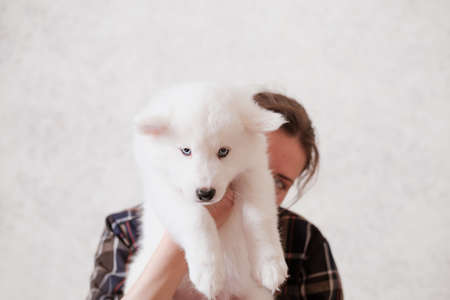woman hiding behind yakutian laika puppy. cute white dog on woman's handsの写真素材
