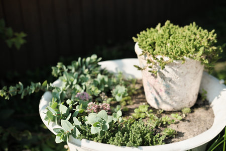 succulent plants composition in a flower pots in backyard. succulents under the sunlight. garden...