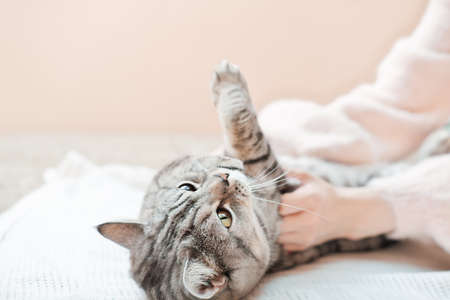 woman playing with her tabby cat on a couch. happy playful gray cat and owner hands. care and love, togetherness conceptの写真素材