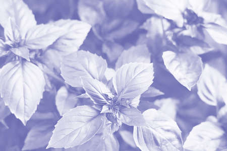leaves of garden plants colored in 2022 Very Peri shade of blue. trendy palette.の写真素材