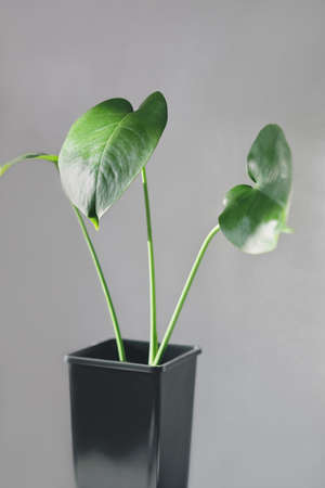 young plant of monstera deliciosa or swiss cheese plant in a black flower pot on a gray background. home gardening and connecting with nature, home jungle. selective focusの写真素材
