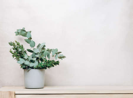 green leaves of eucaliptus in a concrete vase on wooden table. copyspace. place for display product. template for seasonal sale or advertising. biophilic designの写真素材