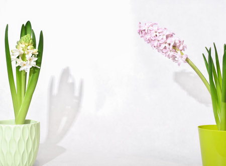 Blooming hyacinths in pots, copy space. seasonal spring flowers on table. display product placement.