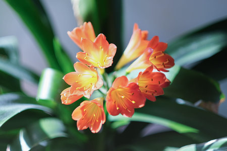 clivia miniata flower in blossom. home plants, city jungle, house decoration. top view.