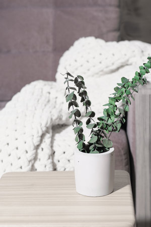 dry eucalyptus branches in concrete vase on a table in living room. home decor, morning sunlight. simple modern house decoration, minimal style, vertical shotの写真素材