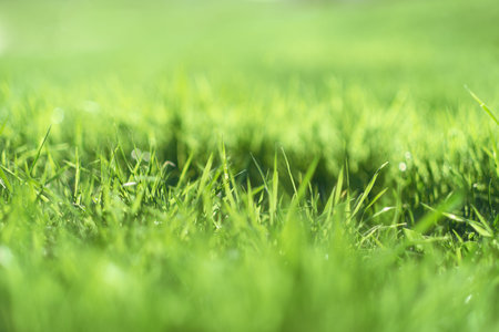Ground level view of a recently cut grass. well maintained lawn, shallow DOF of the grass blades....