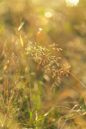 golden grass under the autumn sun, fall season background. vertical shot. yellow grass, selective...