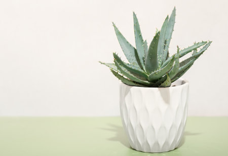 aloe plant in a white flowerpot on green background. copy space. home plants, easy to care drought resistant flowers.の写真素材