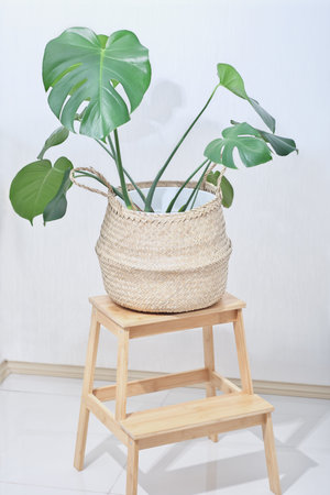 Monstera deliciosa plant in natural jute rope knit basket. Big swiss cheese houseplant on wooden flower stand. hipster minimal house decor.の写真素材