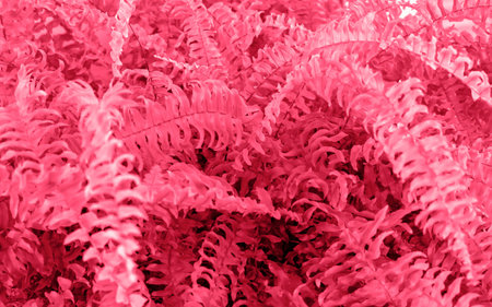 Grass background toned in magenta 2023 color. Color 2023 viva magenta backdrop. Trendy palette of 2023 year viva magentaの写真素材