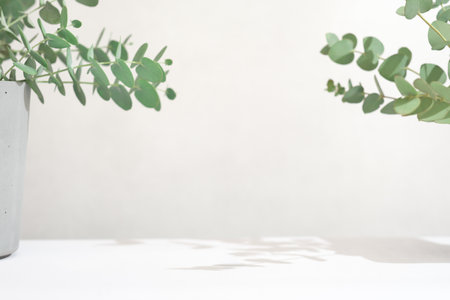 eucalyptus leaves on neutral background, product placement display. copy space. green leaves scene for showing eco product.の写真素材