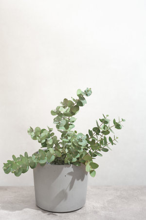 green eucalyptus branch in cement or concrete vase with copy space. green natural eco home decor. urban jungle.の写真素材