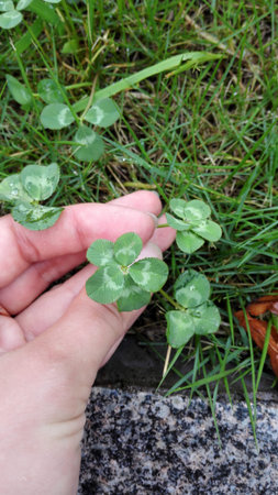 Green clover five leafed on the green background
