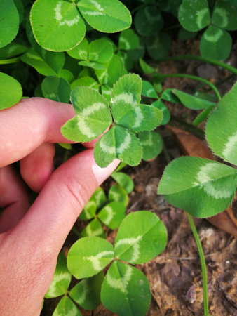 Green clover leaf