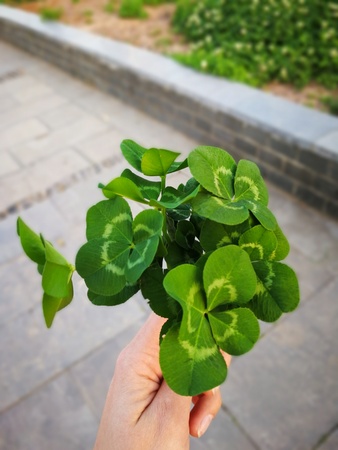 Green clover leaf in the handの写真素材