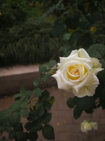 Ivory beige white rose on the dark backgroundの写真素材
