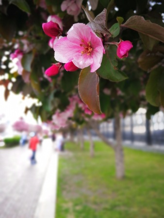 Apple tree like a Sakura blossomの写真素材