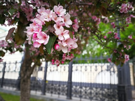 Apple tree like a Sakura blossomの写真素材
