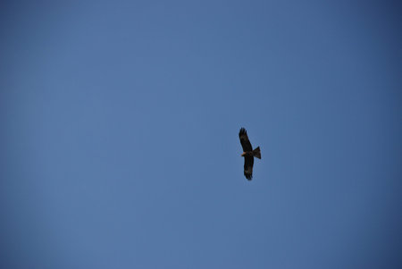 Golden eagle flying high in the clear blue sky