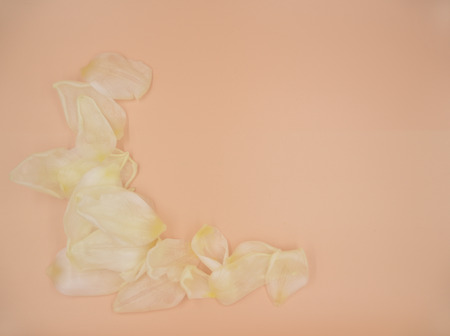 white tulip petals on the live coral solid backgroundの写真素材