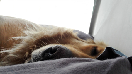 Black nose of sleeping golden retrieverの写真素材