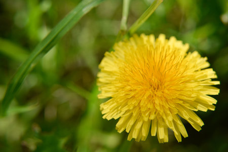Yellow dandelion flower with the grass on the green background, selective focus, close-up
