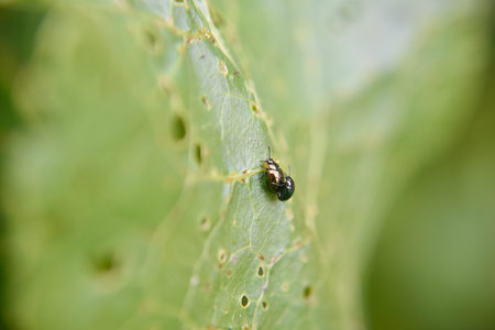 two bugs copulate during the spring time on the leaf of the plant