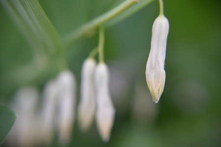 Selective focus. Close look at the flower during spring time. Nature and floral concept.