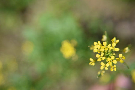flowers in the garden outdoor. Close-up photo. Nature in details concept.の写真素材