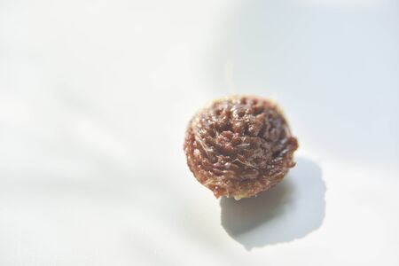 Fresh apricot seed on the whiteの写真素材