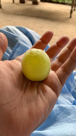 yellow almost ripe apricot in the male hand
